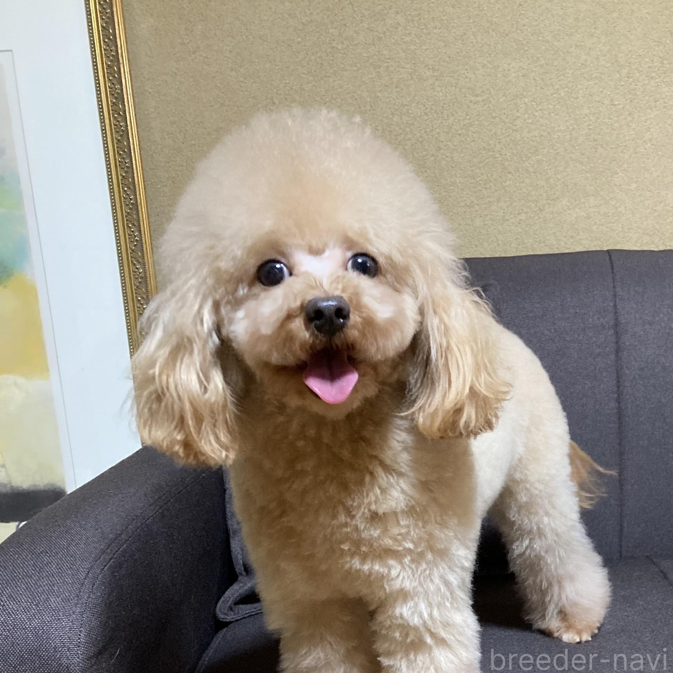 ♀︎タイニープードル