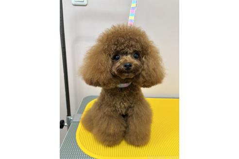 伊藤淳子ブリーダーの詳細