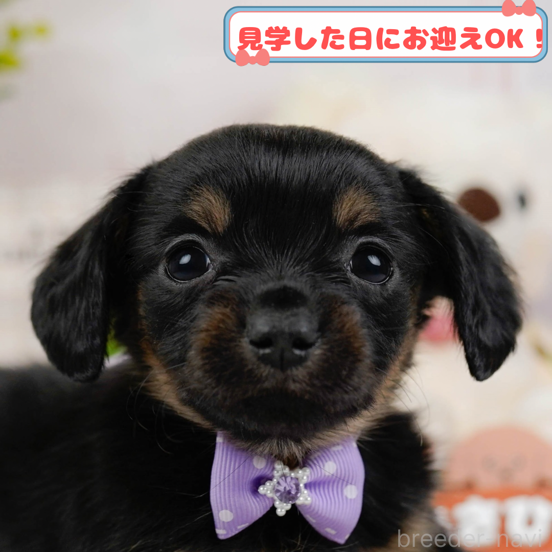 神奈川県のチワックス:チワワ×ミニチュアダックスフンド｜男の子