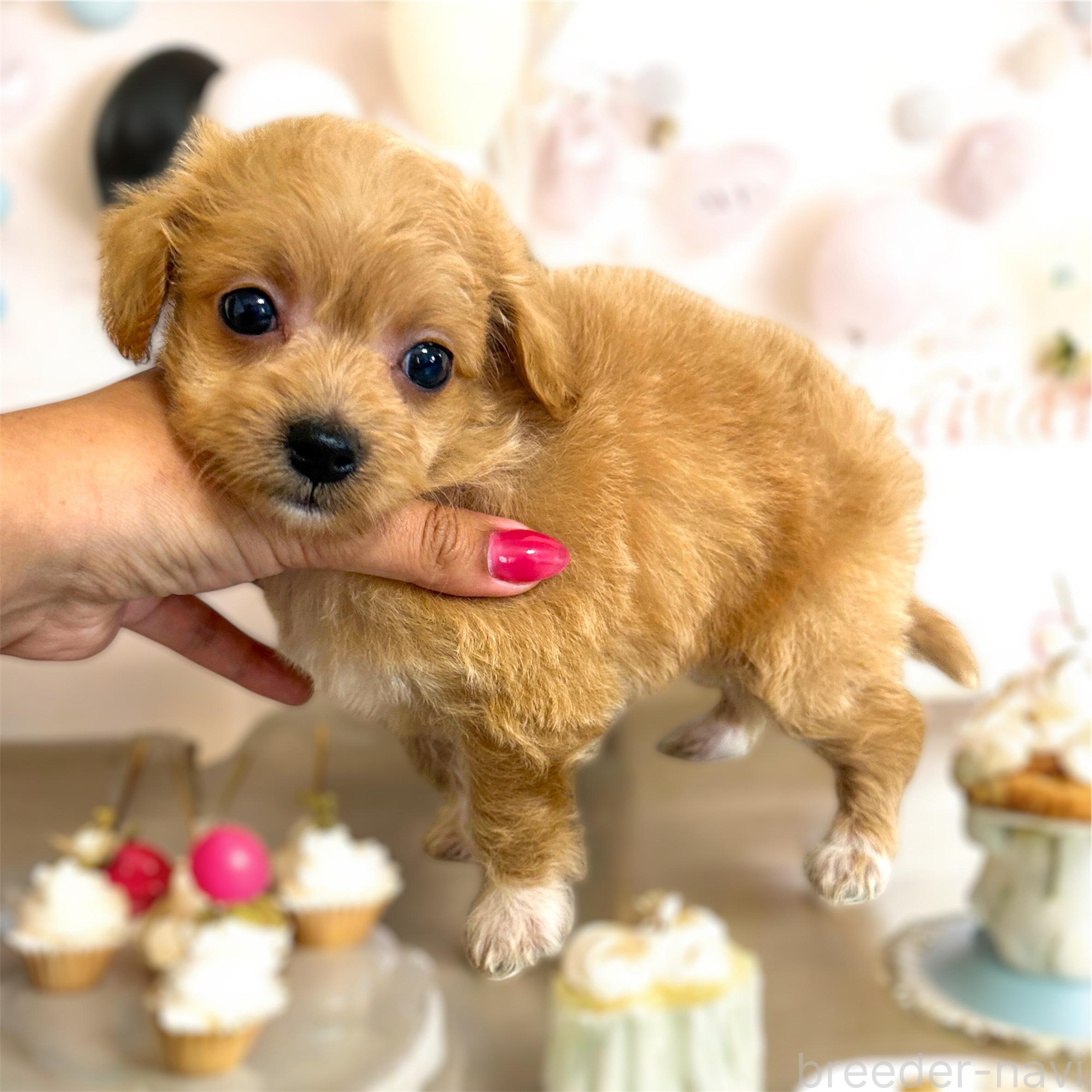🌟ワンちゃんのご紹介です🌟 🐶#チワワ#スムース 🎂2024年8月23