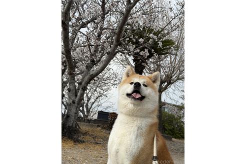 井上瑠美ブリーダーの詳細の1枚目