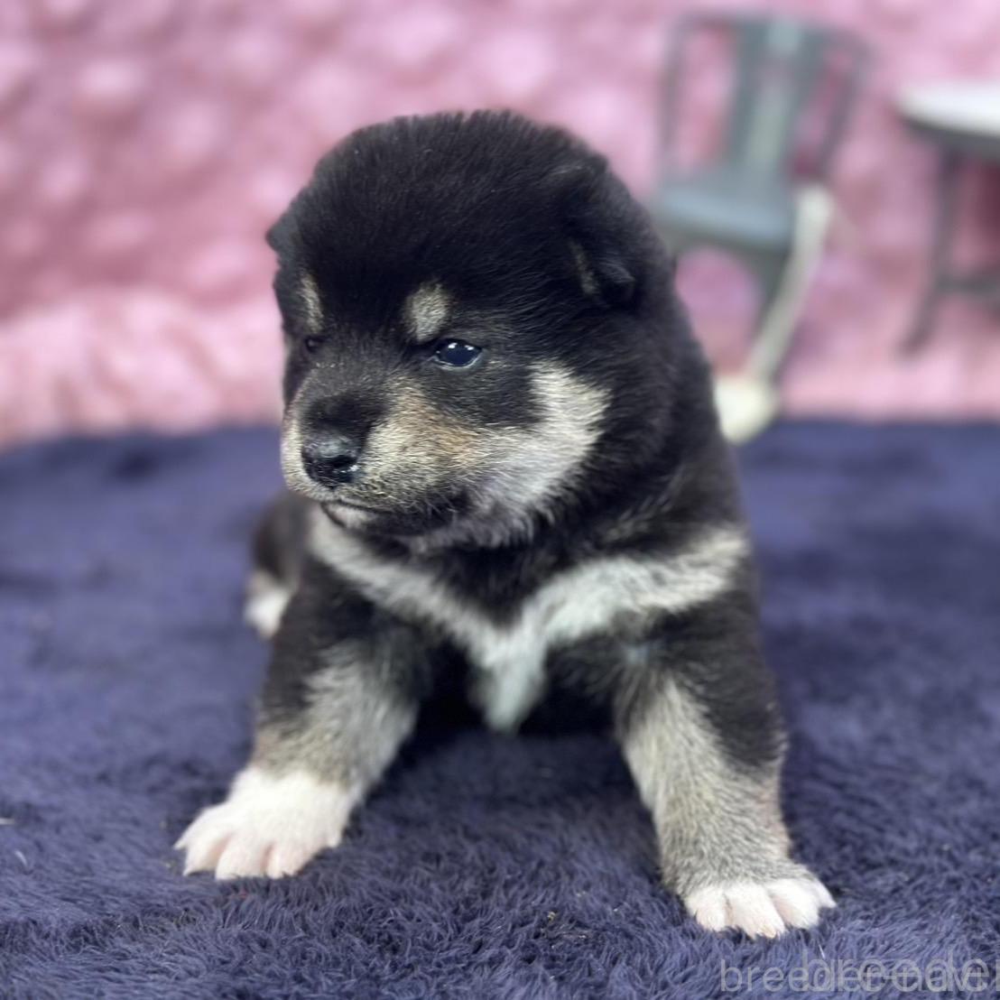 全ての 茨城県の柴犬｜男の子・2025/04/02生まれ・黒色（子犬ID：383271 その他