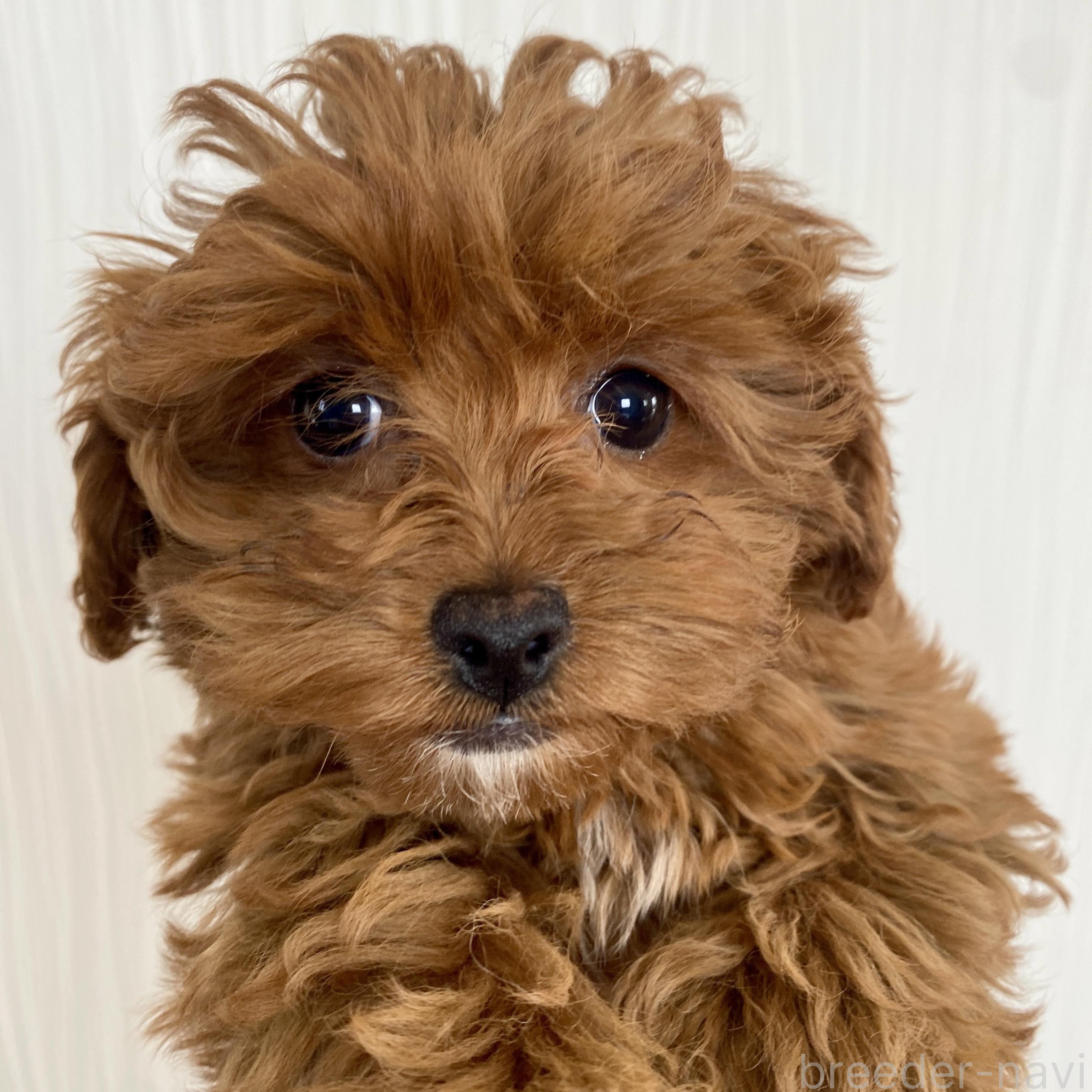 オンライン見学