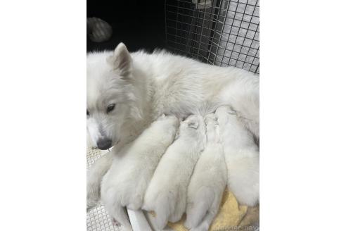 遠藤彩子ブリーダーの詳細の1枚目