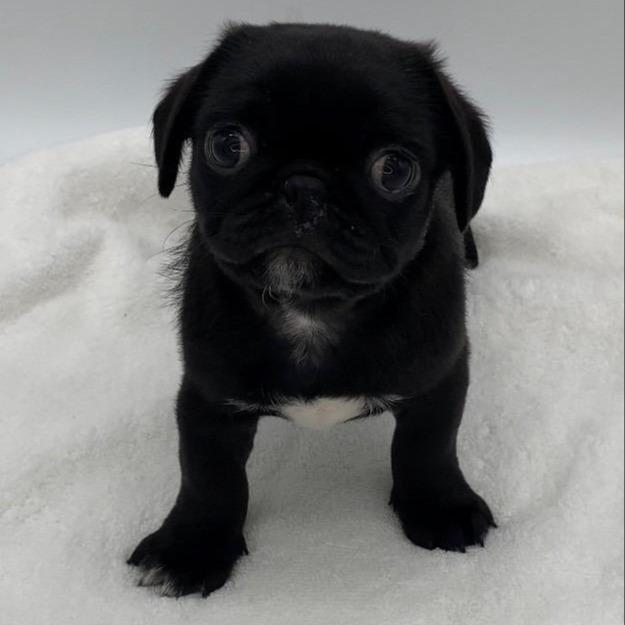 ♀︎ミックス犬