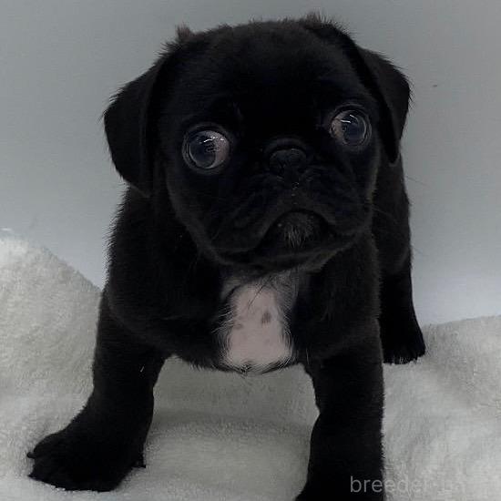 ♀︎ミックス犬