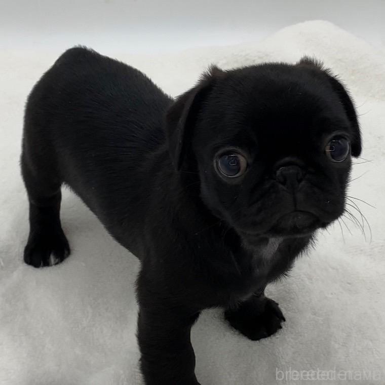 ♀︎ミックス犬