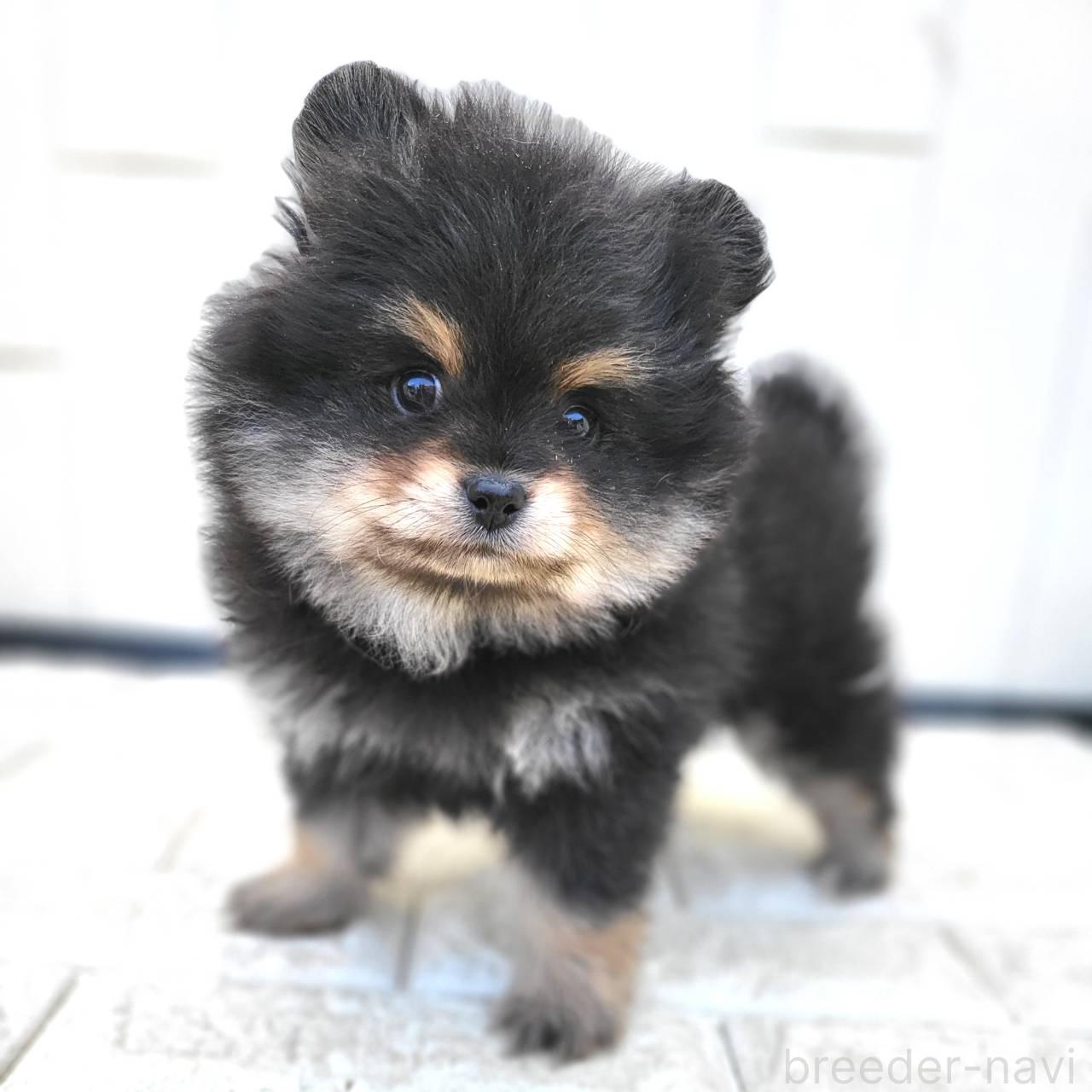 □てこさま専用3.5cmブラックタンポメラニアンちゃんオーダー