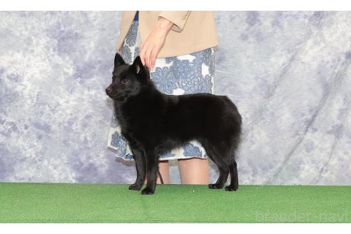 村田倫子ブリーダーの詳細の1枚目