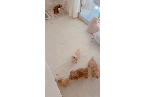 大林貴子ブリーダーの詳細