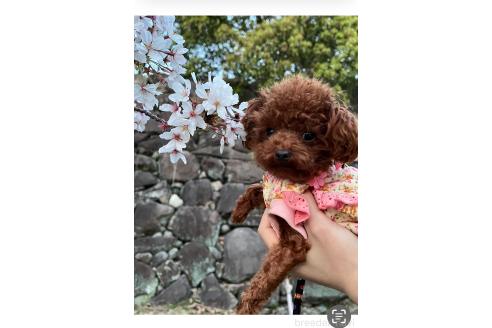 永嶋美千代ブリーダーの詳細
