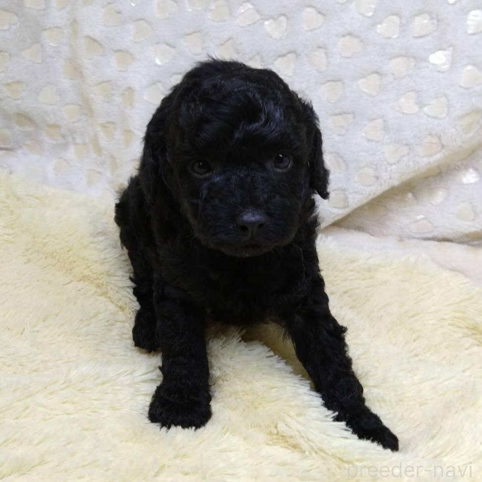 トイプードル(ブラック)の子犬(3ページ目)を価格や特徴で探す
