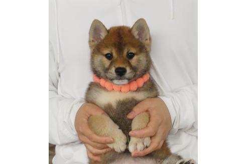 販売中の静岡県の柴犬-382388