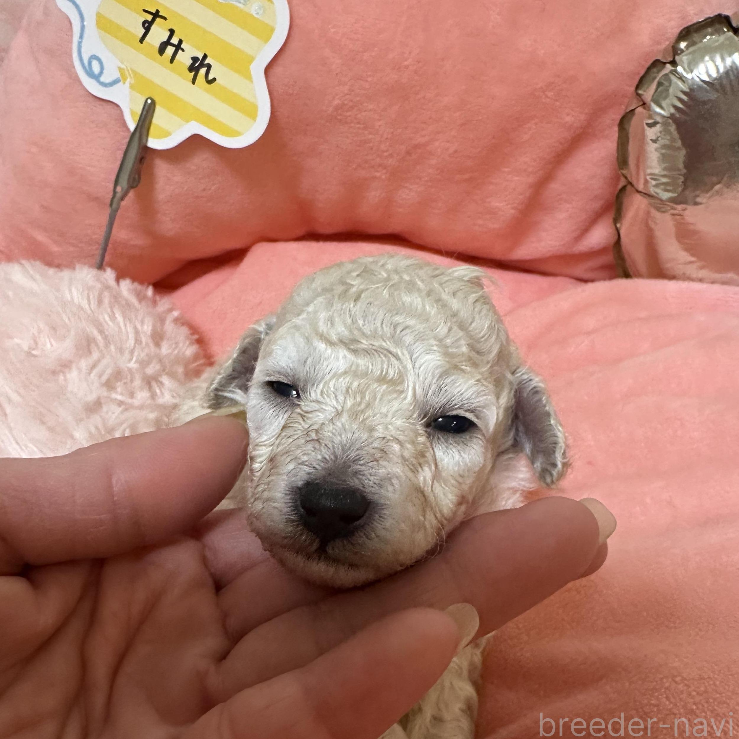 ホワイト(白)のトイプードルの子犬を探す|ブリーダーナビ ホワイト(白)のトイプードルの子犬を探す|ブリーダーナビ