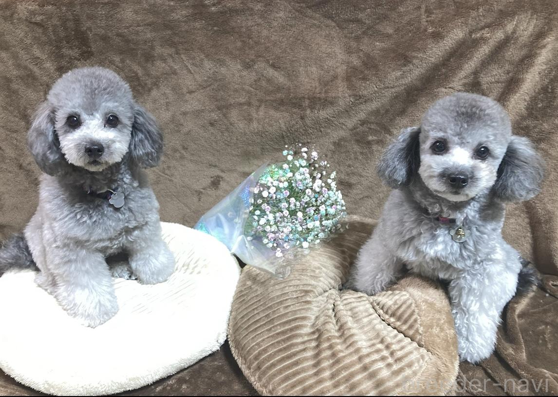 平田ブリーダー