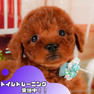 販売中の静岡県のトイプードル-383990