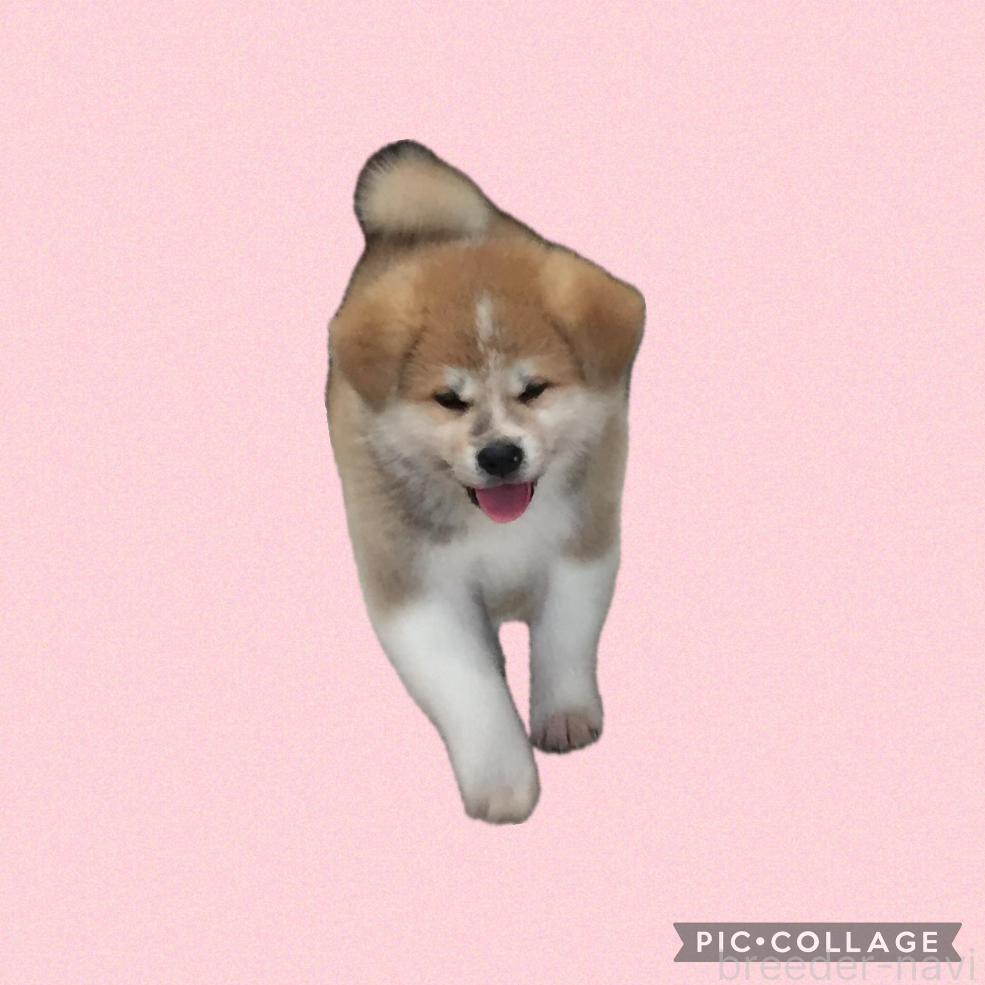 合田ブリーダー