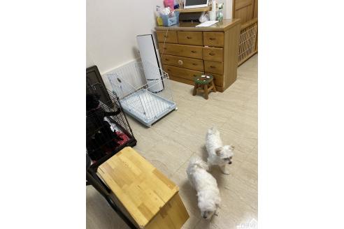 岩田紀美子ブリーダーの詳細