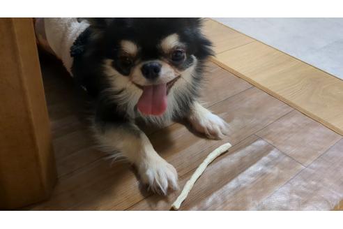 渡邉さおりブリーダーの詳細