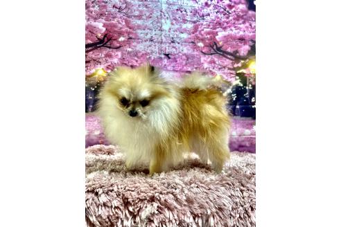 豊嶋ひろみブリーダーの詳細の1枚目