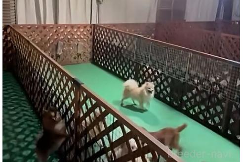 豊嶋ひろみブリーダーの詳細
