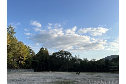 池田由佳ブリーダーの詳細