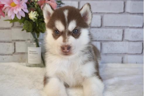 チョコ＆ホワイトのシベリアンハスキーの子犬を探す｜ブリーダーナビ
