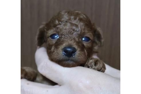 販売中の香川県のティーカッププードル-385012