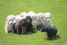 山梨美香ブリーダー