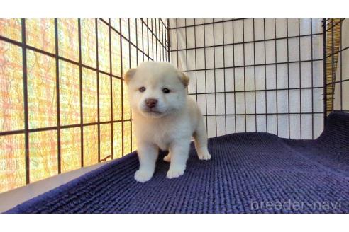 大人気アイテム 茨城県の柴犬｜男の子・2025/03/18生まれ・白色（子犬ID：385252 絵画