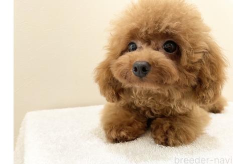 竹内華代ブリーダーの詳細の1枚目