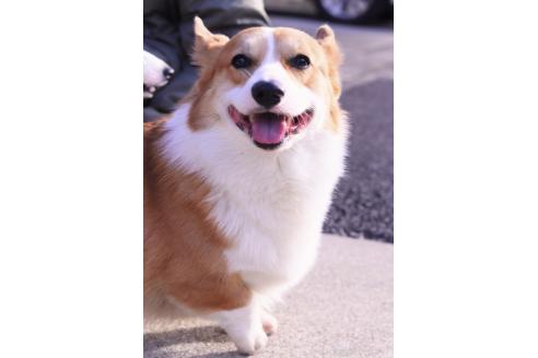 彦坂亜希子ブリーダーの詳細