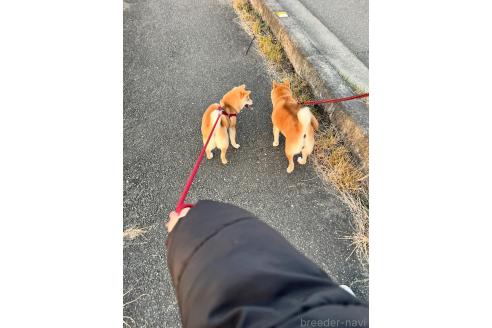 十河宝珠ブリーダーの詳細