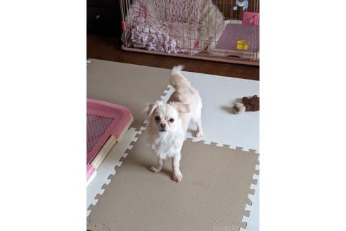 佐藤広美ブリーダーの詳細