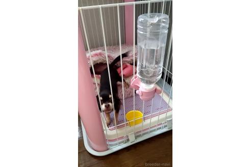 佐藤広美ブリーダーの詳細