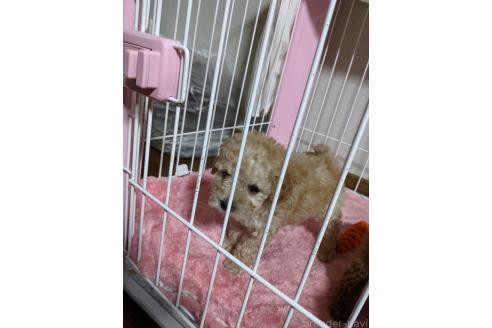 佐藤広美ブリーダーの詳細