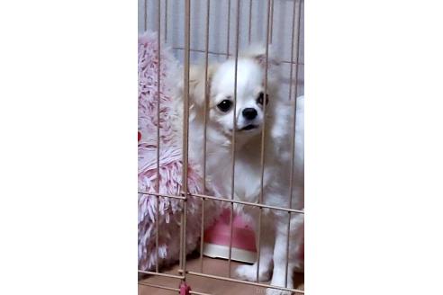 佐藤広美ブリーダーの詳細