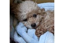 佐藤広美ブリーダー