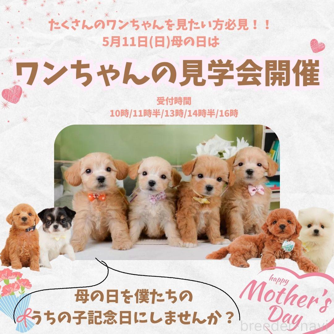 会澤勇気ブリーダー