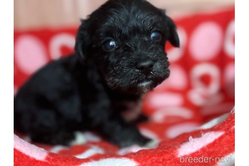 販売中の鹿児島県のミックス犬-384048