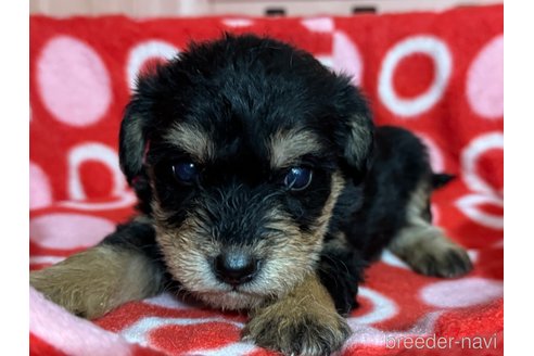 販売中の鹿児島県のミックス犬-384047