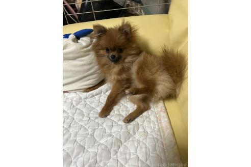安保結基ブリーダーの詳細