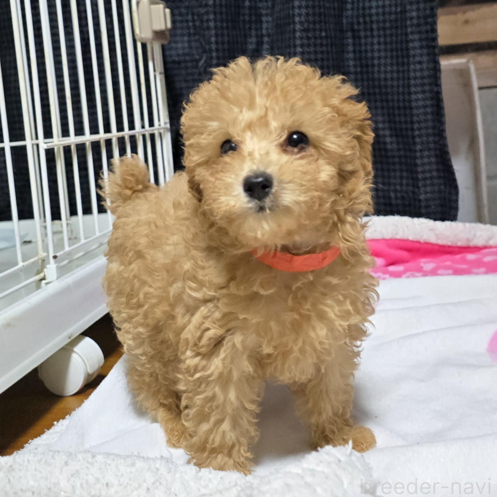 販売中の岡山県のトイプードル-374977