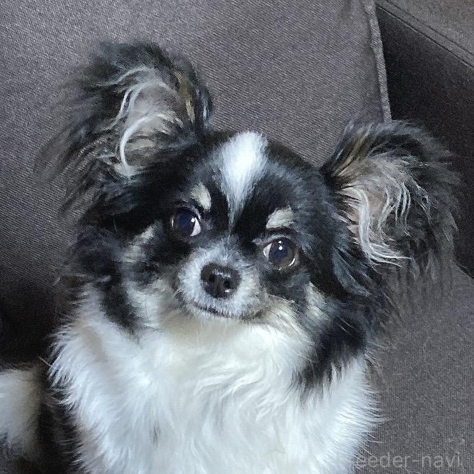 ♀︎チワワ(ロングコート)