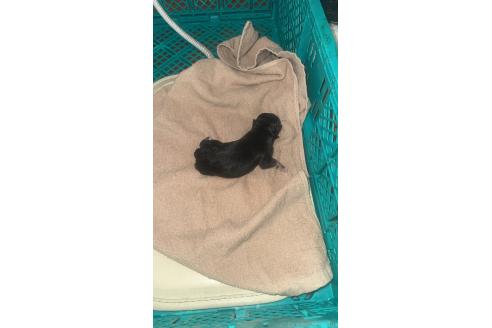 戸丸葉子ブリーダーの詳細の1枚目