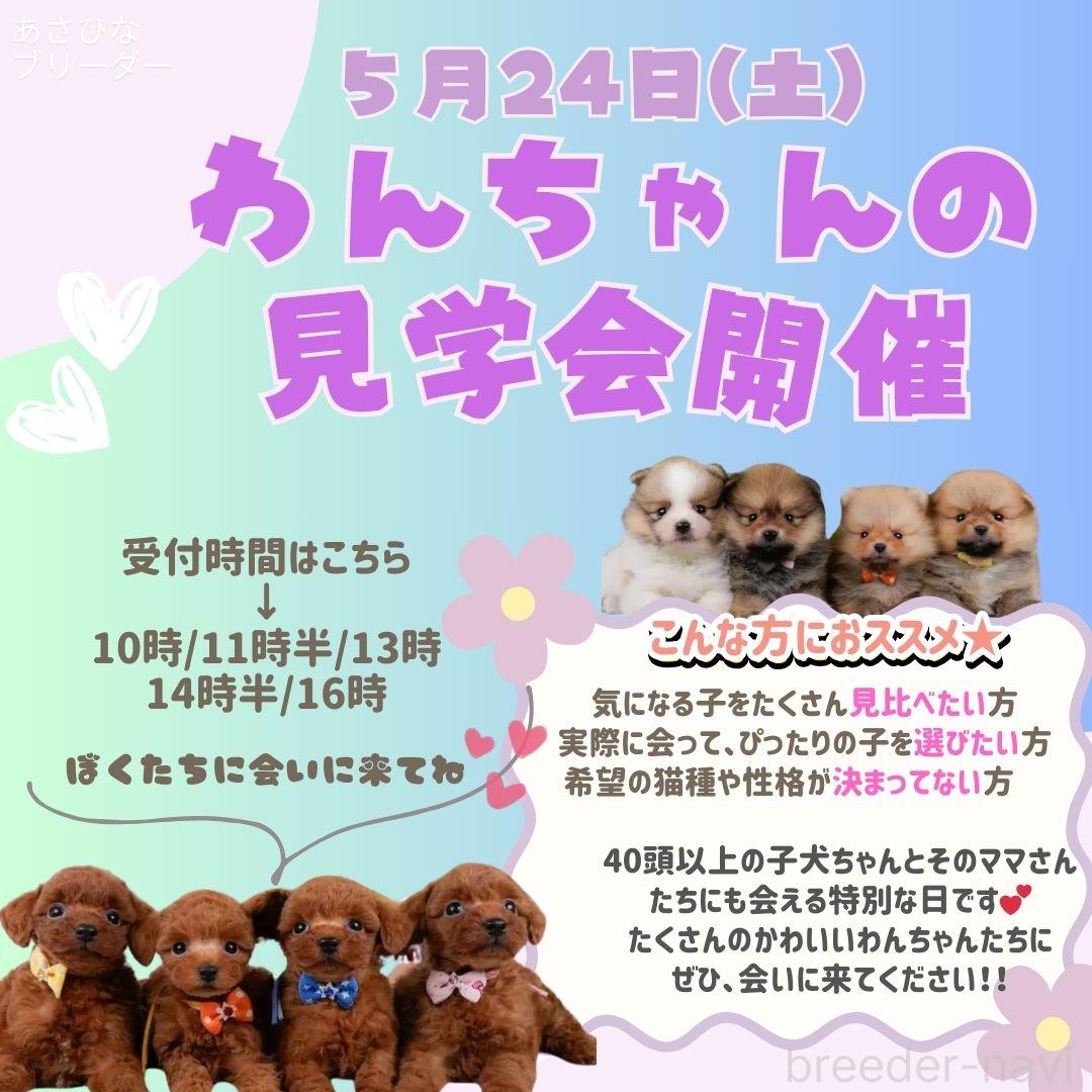 朝比奈杏奈ブリーダーの詳細の1枚目