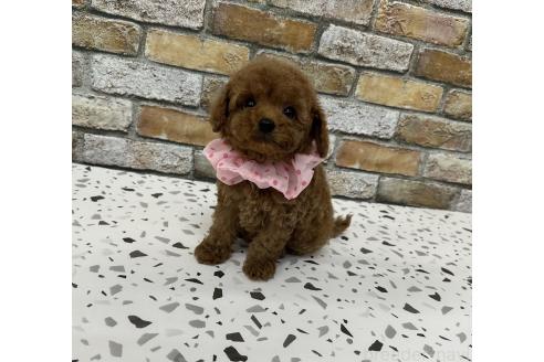 販売中の香川県のタイニープードル-387020