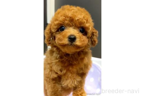 井上峰子ブリーダーの詳細