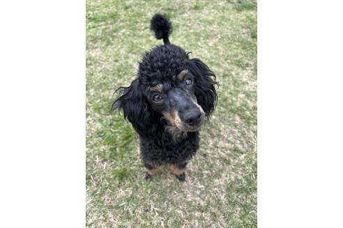 宮本ありさブリーダーの詳細