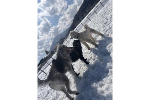宮本ありさブリーダーの詳細